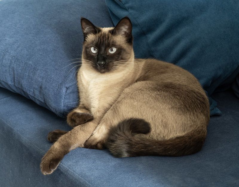 Королевишна фото превью