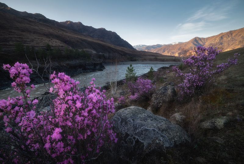 алтай, горный алтай, пейзажи алтая, чемальский район, горная река, катунь, маральник, рододендрон ледебура, горы, весенний алтай, горная степь, весна на алтае, весенний пейзаж, цветение В ожидании солнцаphoto preview