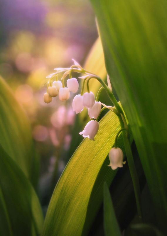 ландыши, май, весна Ушами ландыш шелеститphoto preview
