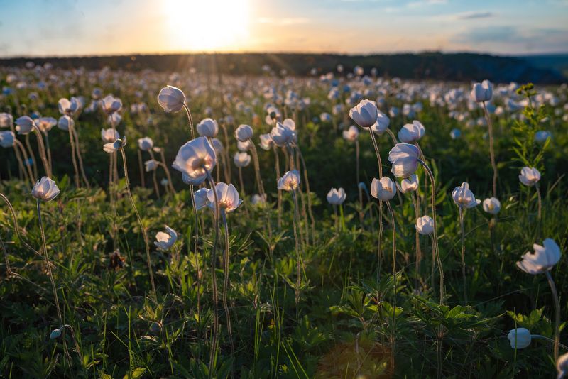 nikon, никон, z5, nature, весна, цветы, анемоны, flowers, anemone, фотография, красота, фото, world, дикая, природа, wildnature, поля, meadows, fields photo preview