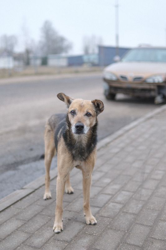 пёс Близнецыphoto preview