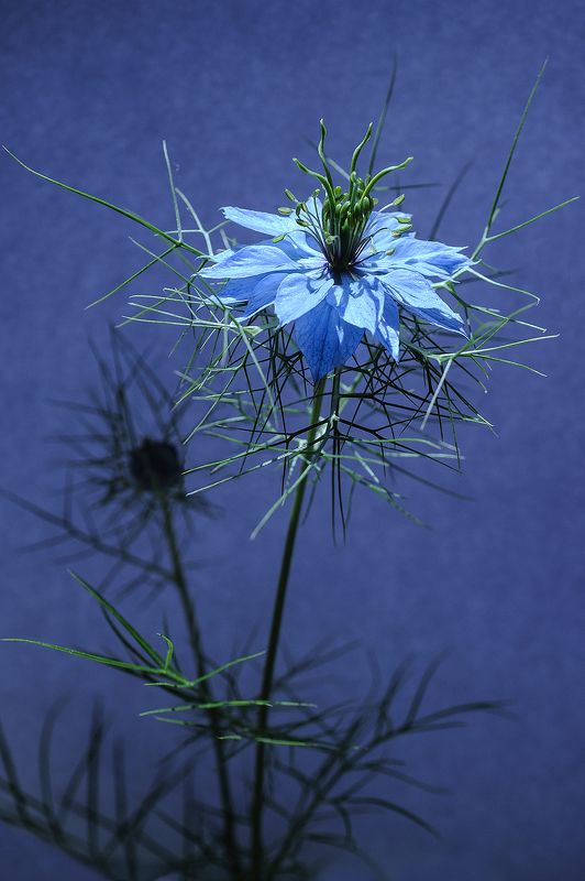 nigelle de Damasphoto preview
