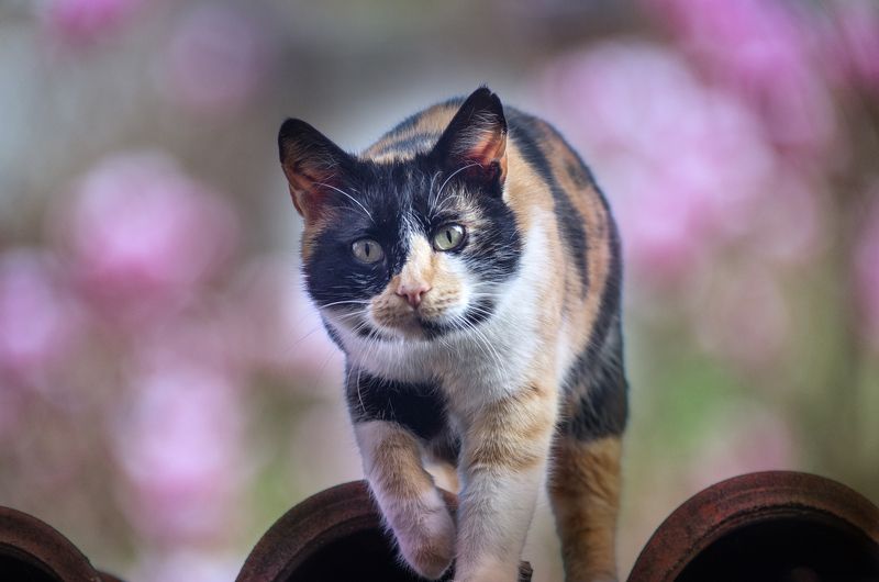 animal, animals, black, cat, color, colors, nature, outdoor, photography, Не направляй на меня эту штуку!photo preview