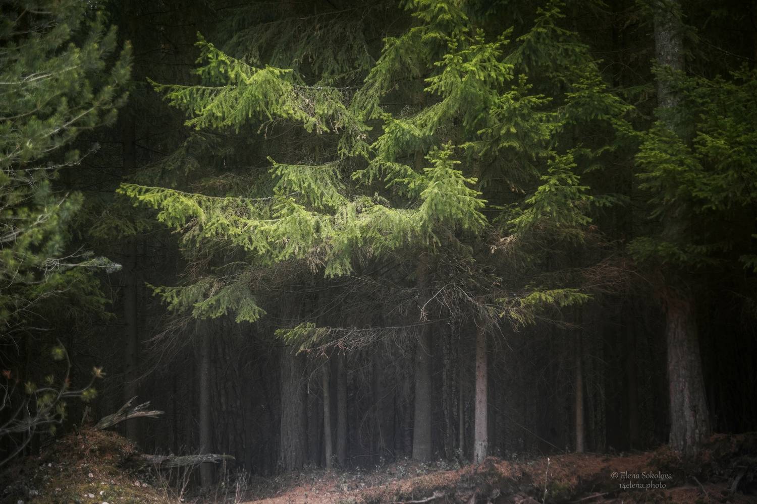 Таёжная глухомань. Автор: Соколова Елена лес, тайга, природа, пейзаж, черняевский лес, сказочный, Соколова Елена