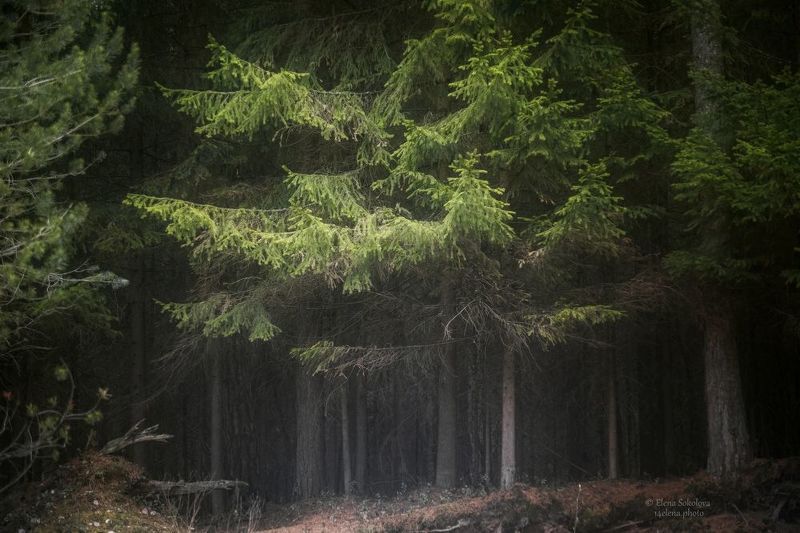лес, тайга, природа, пейзаж, черняевский лес, сказочный Таёжная глухоманьphoto preview