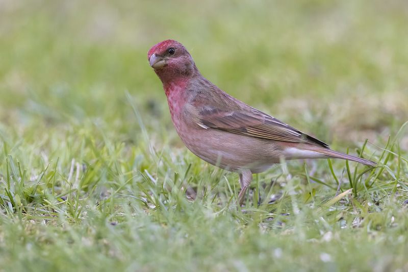 птицы, подмосковье Чечевицаphoto preview