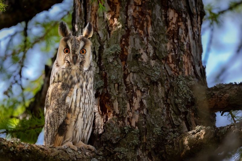 сова, ушастая, птицы Ушастая соваphoto preview