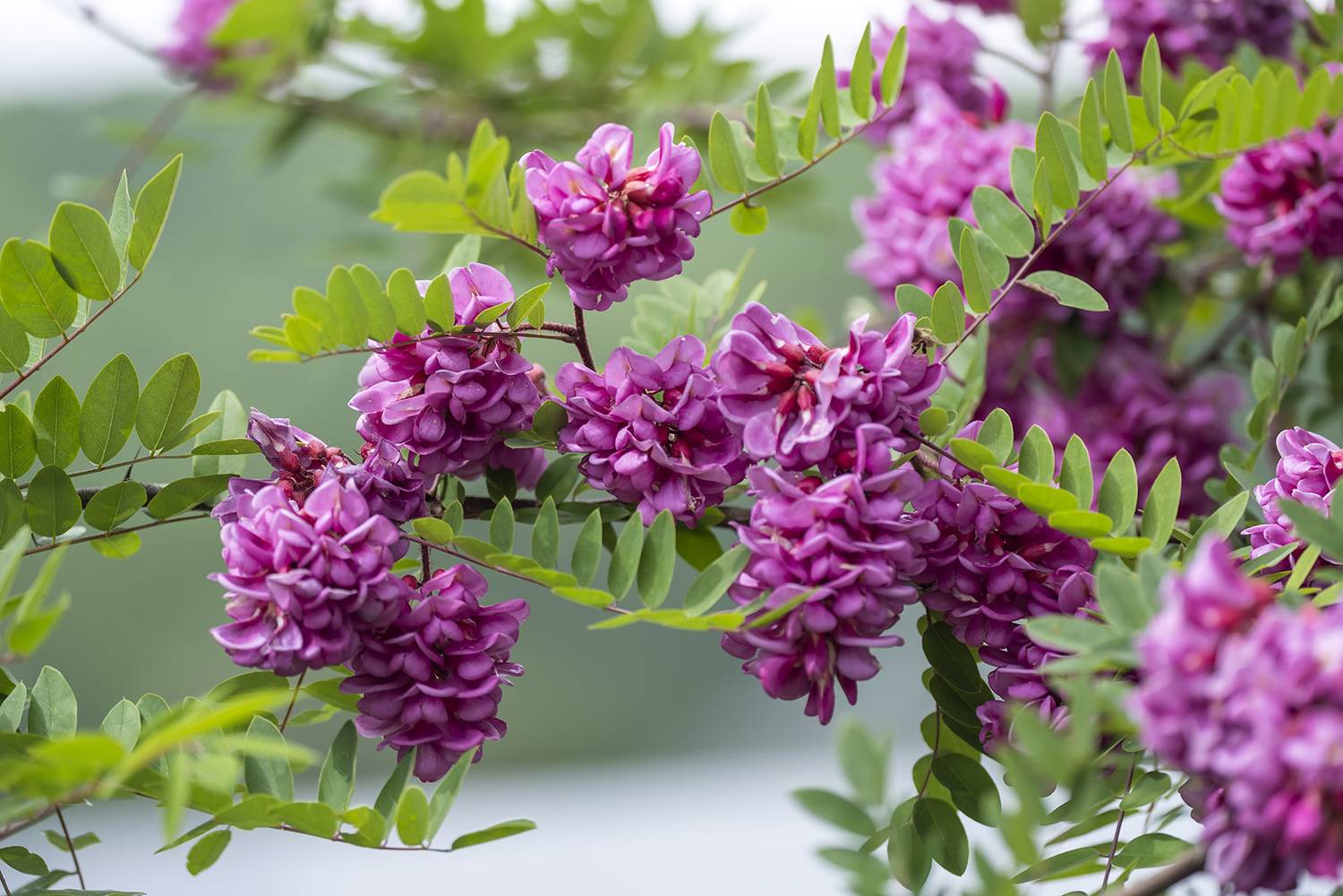 , Александр Земляной