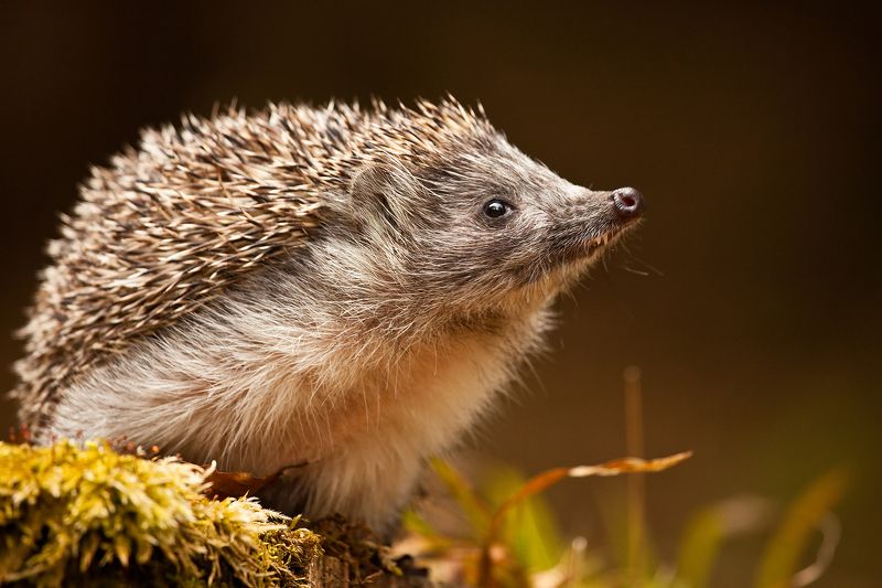 Hedgehog фото превью