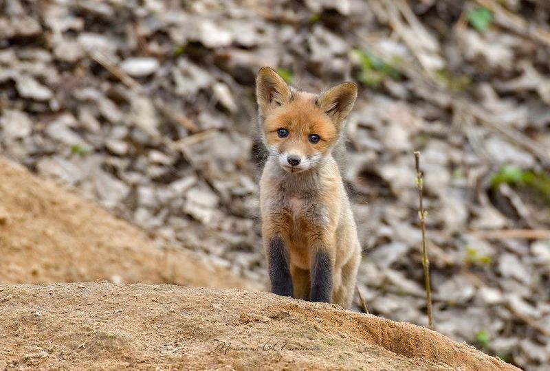 Лисенокphoto preview