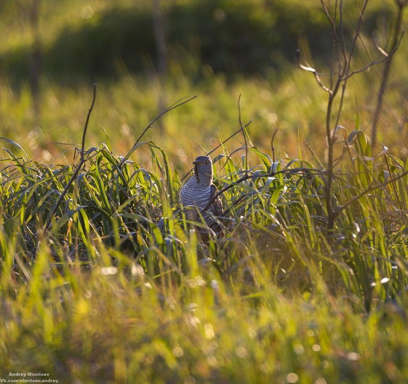 солнце, россия, рассвет, природа, подмосковье, погода, пейзажи, пейзаж, отражение, наукоград, красота, дубна, вода, весна, weather, water, spring, russia, reflection, naukograd, nature, moscow, landscape, dawn, canon, dubna, beauty Кукушка кушает. фото превью
