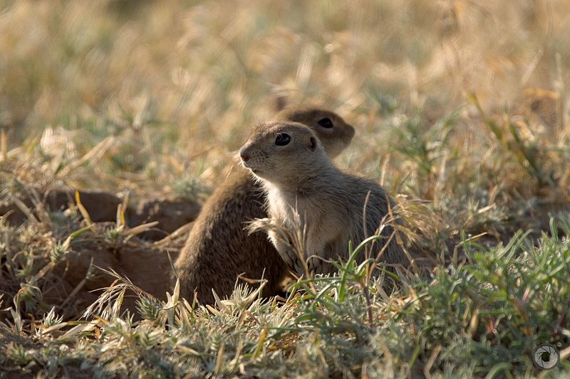 суслик *photo preview