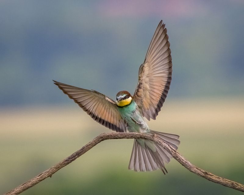 Щуркаphoto preview