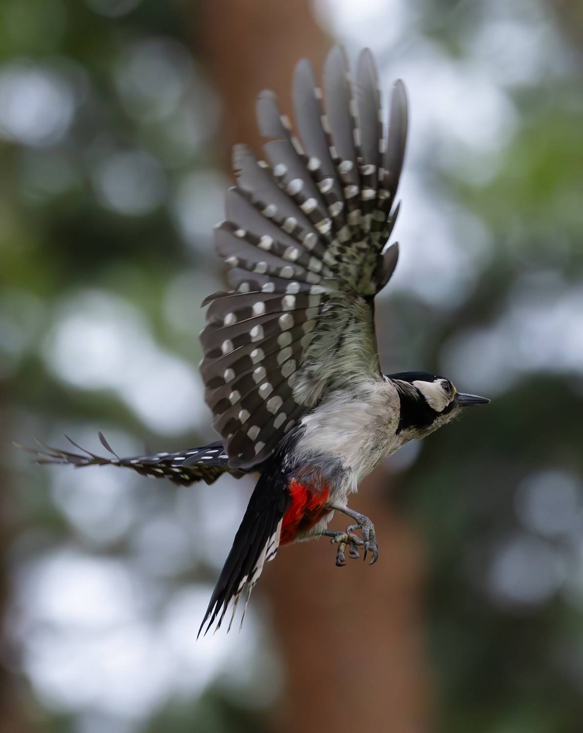 Большой пестрый дятел.. Автор: Александр Шипиленко фото птиц, птицы, большой пестрый дятел, Александр Шипиленко