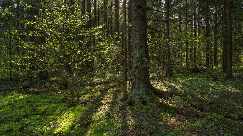 forest, tree, light, foliage, sunlight, spruce, morning Forestphoto preview