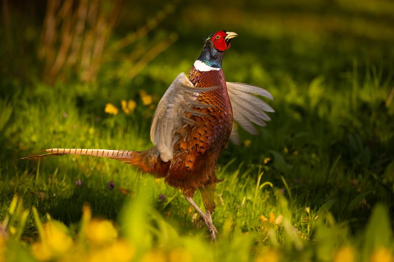 Pheasantphoto preview