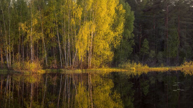закат вечер лес речка отражение серково суходол Суходол на закате фото превью