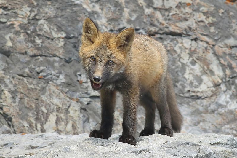 лиса Житель побережьяphoto preview