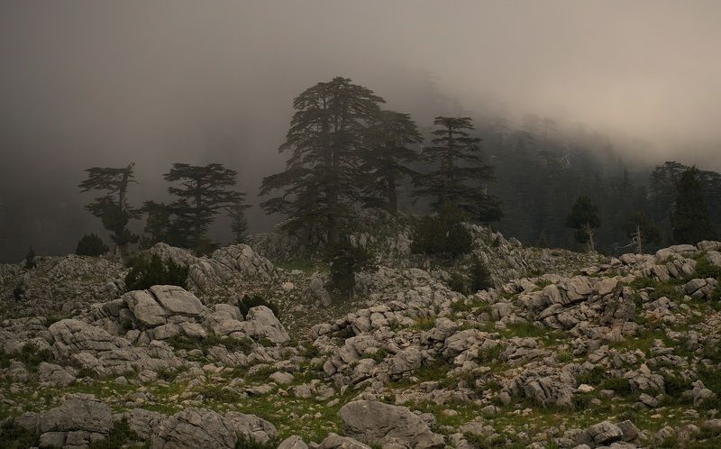 evening, fog, mysticism, evening, tree, stone, landscape, Eveningphoto preview