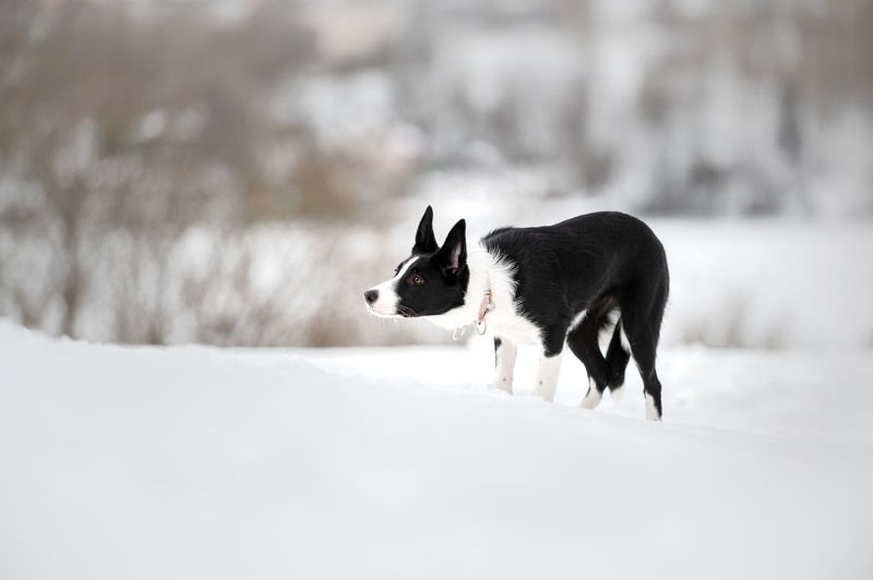 Бордер коллиphoto preview