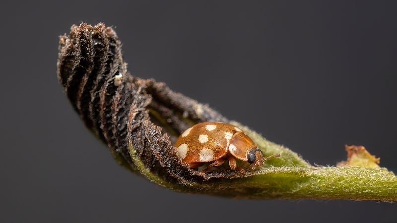 В ладошке.photo preview