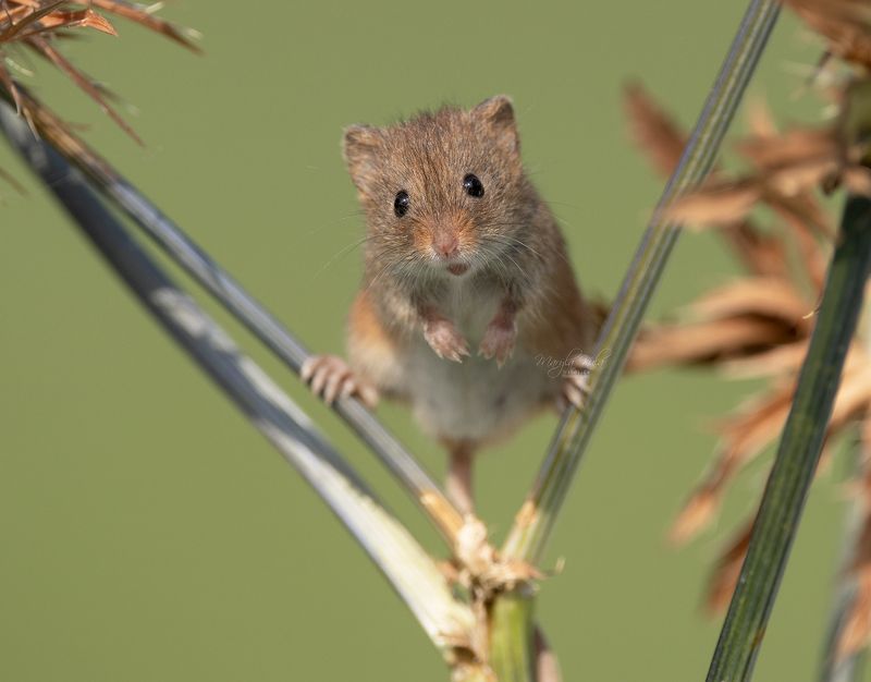 harvest mouse, mouse, rodent, animals, nature, wildlife, canon Harvest Mousephoto preview