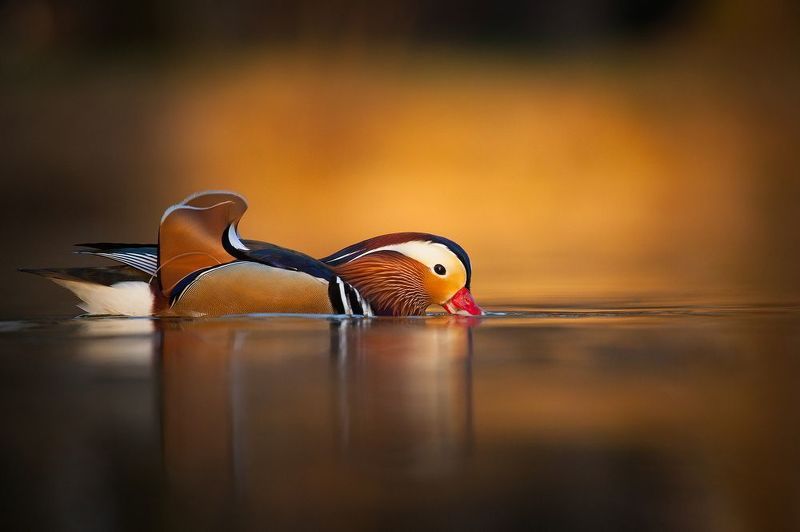 Mandarin duckphoto preview