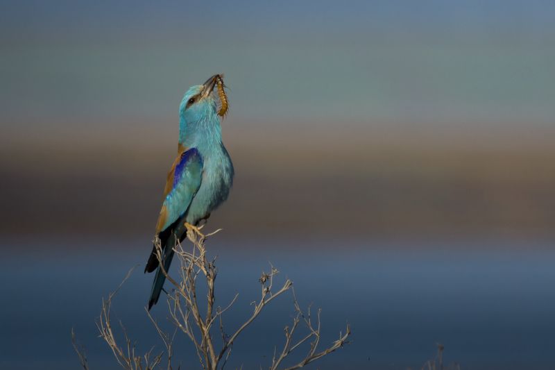 Хвастунphoto preview