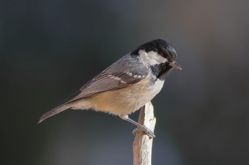 Московкаphoto preview