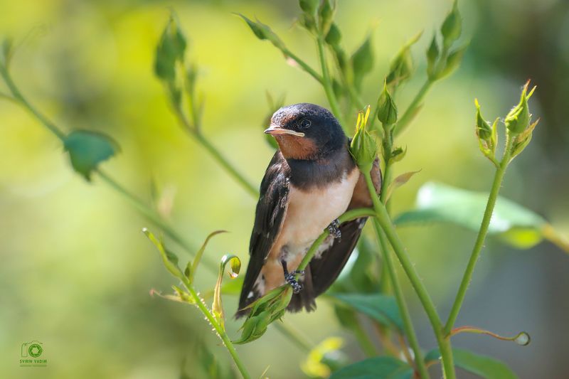 ласточка, птица, фотография, лето, день, животное,  роза, Свирин Вадим, swallow, bird, photography, summer, day, animal, rose, Vadim Svirin Ласточка на розе.photo preview