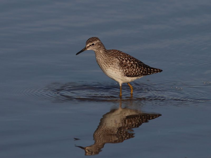 фифи,  кулик, tringa glareola,  wood sandpiper Фифиphoto preview