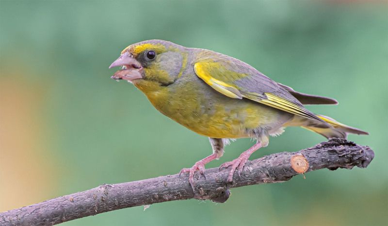 Зеленушкаphoto preview