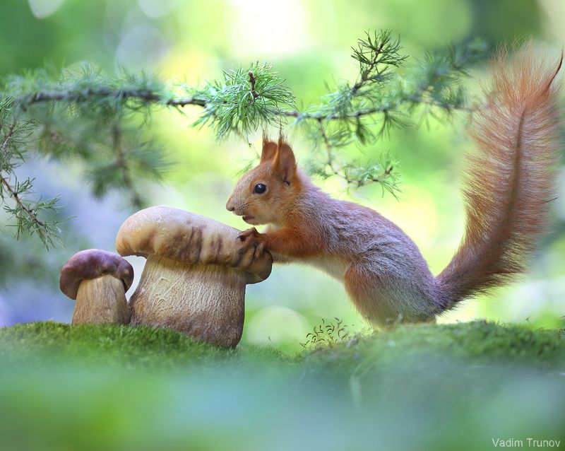 белка, гриб ***photo preview