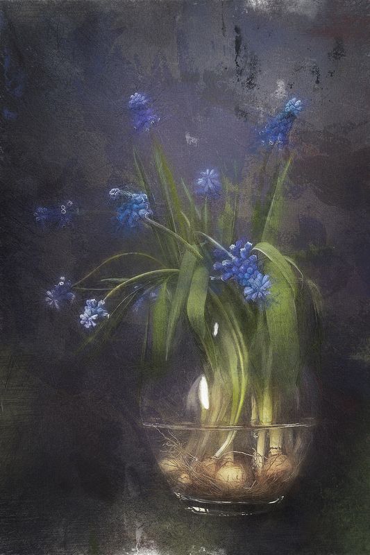 muscari, still-life, spring flowers, мускари, натюрморт, букет, цветы, весенние цветы, первоцветы photo preview