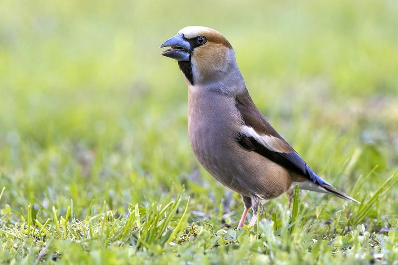 птицы, подмосковье ***photo preview