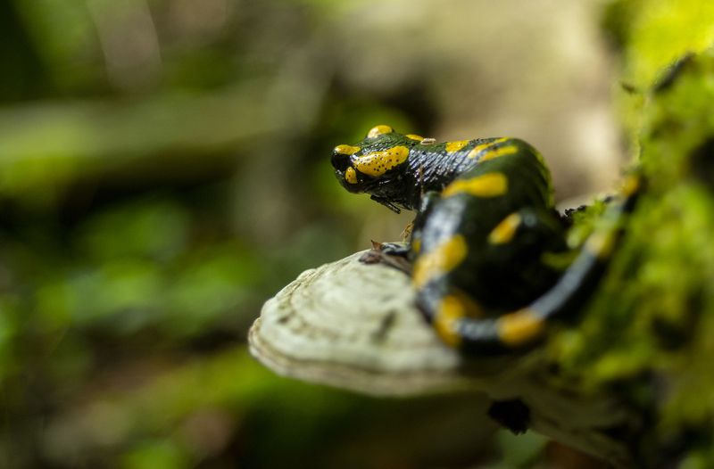 Fire salamander, nature, forest, water, river, amphibians, nature photography, beautiful photography, Fire salamanderphoto preview