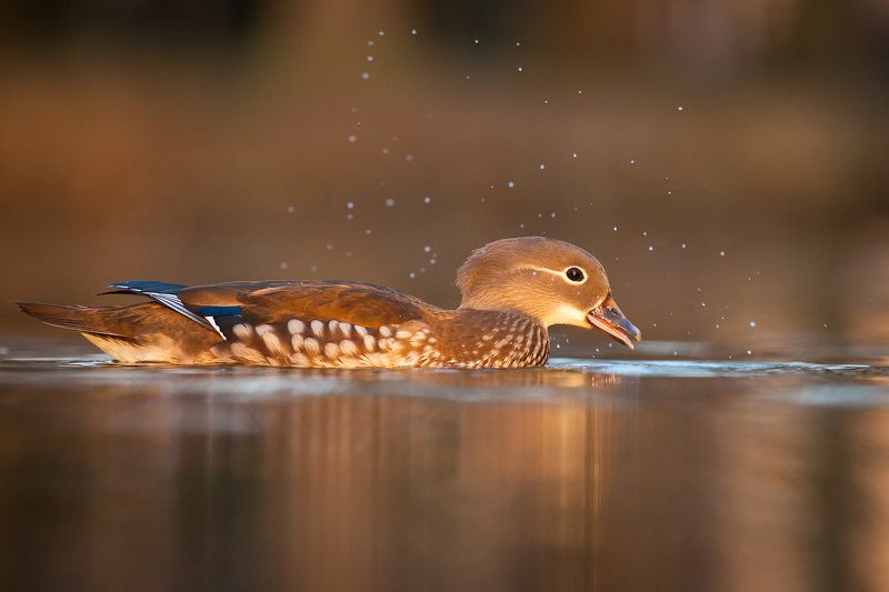 Mandarin duckphoto preview