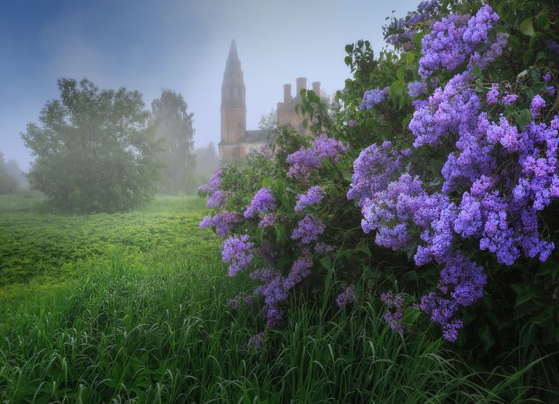 сирень, деревня, май Время сирениphoto preview