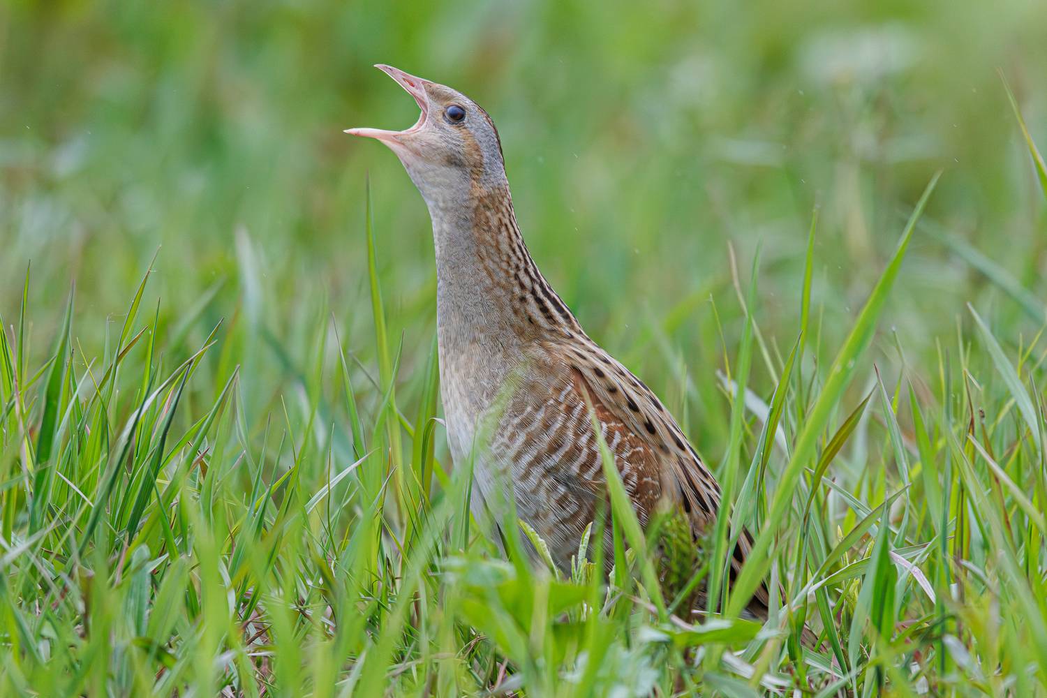 Коростель. Автор: Гильманов Артур , Гильманов Артур