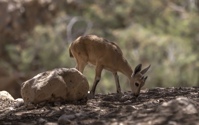 Маленькие рожкиphoto preview