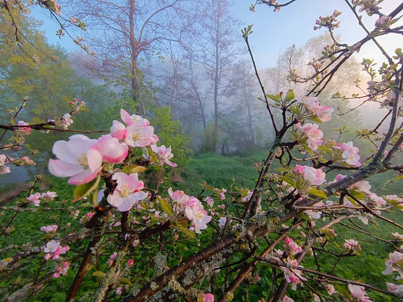 Дичкаphoto preview