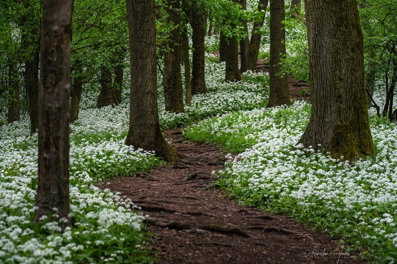 spring, slovakia, male karpaty, wild garlic, litlle carpatian, sony Wild garlic in Litlle Carpatianphoto preview