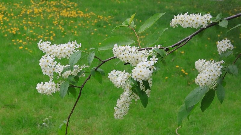 природа,весна,растения,черёмуха Черёмуха фото превью