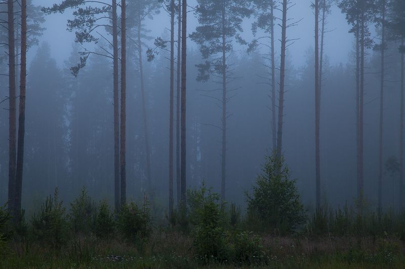 fog, forest, evening, russia, summer Foggy Eveningphoto preview