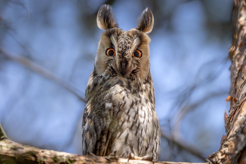 сова, ушастая, птицы Ушкиphoto preview