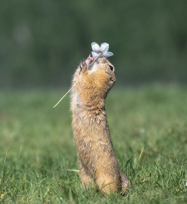 сибирь, животные, суслик, цветочек, татышев парк Скоро летоphoto preview
