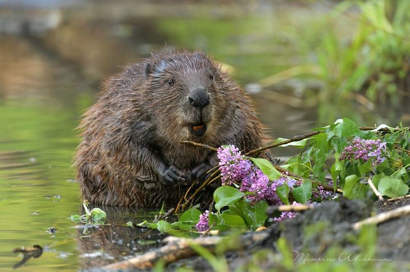 Весенний бобрик с сиреньюphoto preview
