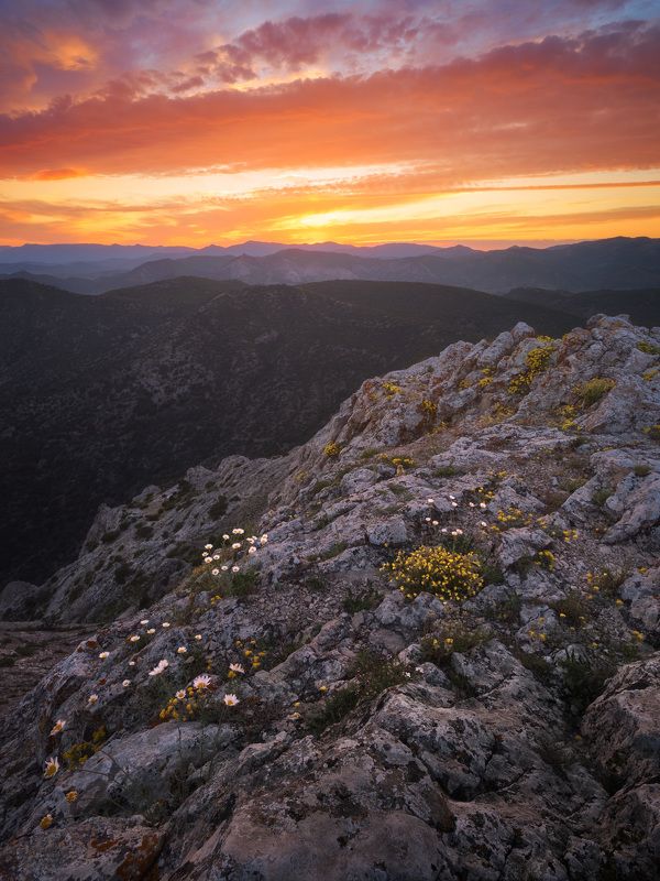 крым, новый свет, сокол, закат, россия, russia, sunset, mountains, peak, flowers Цветы на вершинеphoto preview
