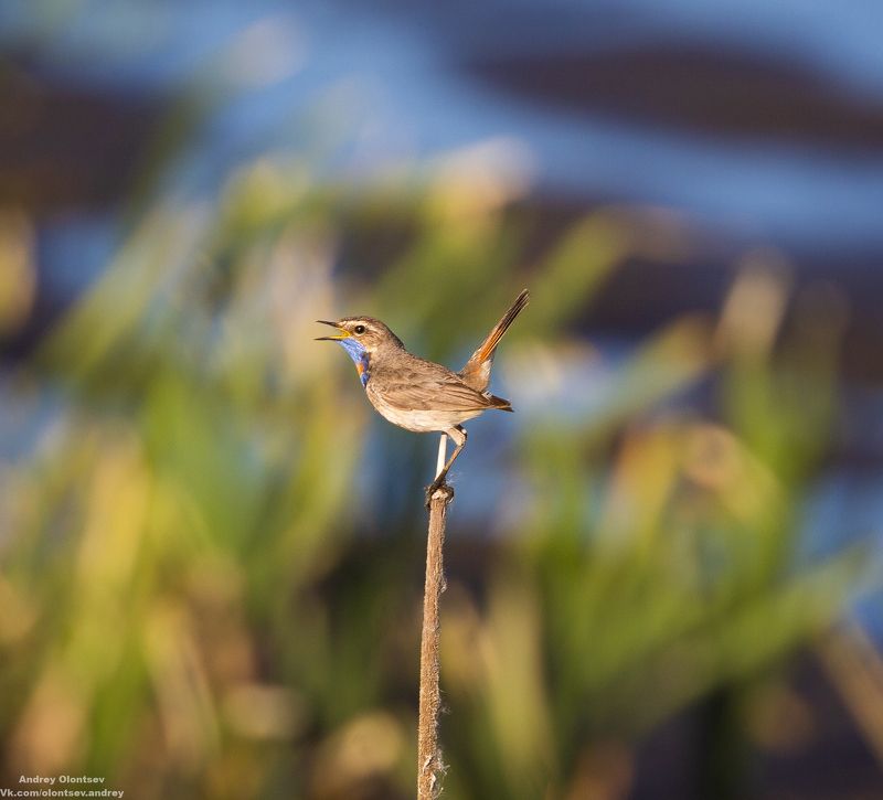 солнце, россия, рассвет, природа, подмосковье, погода, пейзажи, пейзаж, отражение, наукоград, красота, дубна, вода, весна, weather, water, spring, russia, reflection, naukograd, nature, moscow, landscape, dawn, canon, dubna, beauty Варакушка. фото превью