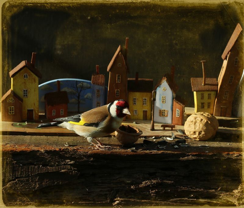 Крестовый поход птиц...photo preview